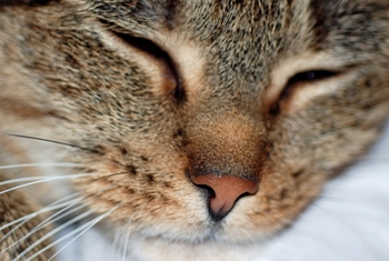 This photo of a sweet puss's face was taken by Polish photographer Kriss Szkurlatowski.